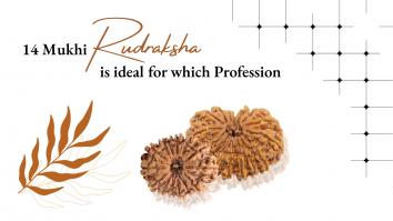Fourteen Mukhi Rudraksha Ideal For Which Profession?