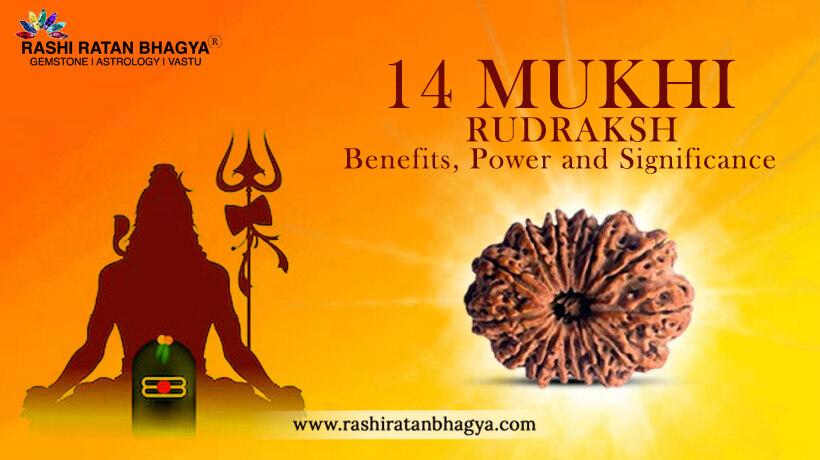 14 Mukhi Rudraksha Benefits and Significance
