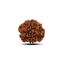 Category 1 Mukhi Rudraksha
