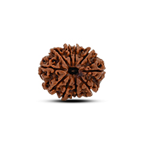 Category 10 Mukhi Rudraksha