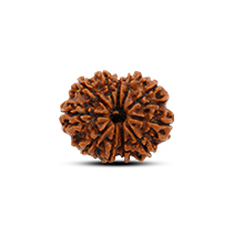 Category 11 Mukhi Rudraksha