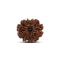 Category 12 Mukhi Rudraksha