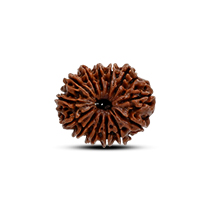 Category 13 Mukhi Rudraksha
