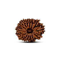 Category 14 mukhi Rudraksha