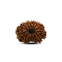 Category 15 Mukhi Rudraksha 