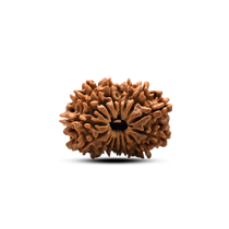 Category 16 Mukhi Rudraksha 