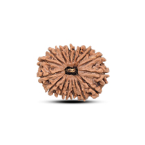 Category 17 Mukhi Rudraksha