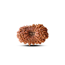 Category 19 Mukhi Rudraksha