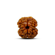 Category 2 Mukhi Rudraksha