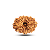 Category 21 Mukhi Rudraksha