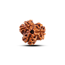 Category 3 Mukhi Rudraksha