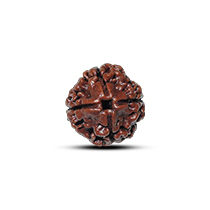 Category 4 Mukhi Rudraksha