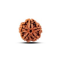 Category 6 Mukhi Rudraksha