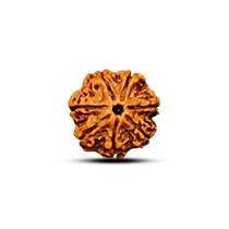 Category 7 Mukhi Rudraksha