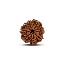 Category 8 Mukhi Rudraksha 
