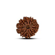 Category 9 Mukhi Rudraksha 