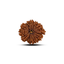 Category Ganesh Rudraksha