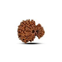 Category Garbh Gauri Rudraksha