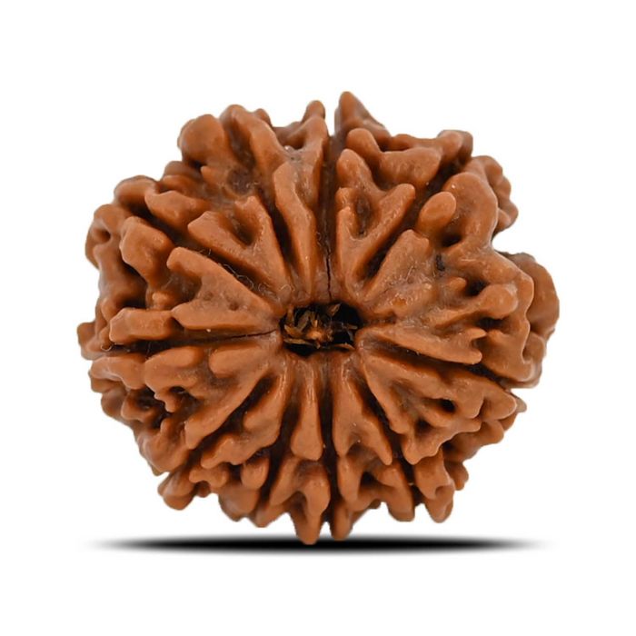 10 Mukhi Rudraksha (Nepal) 21.71 MM
