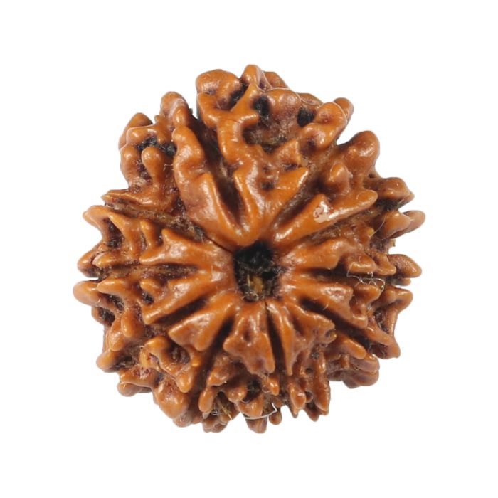 10 Mukhi Rudraksha (Nepal) 18.65 MM