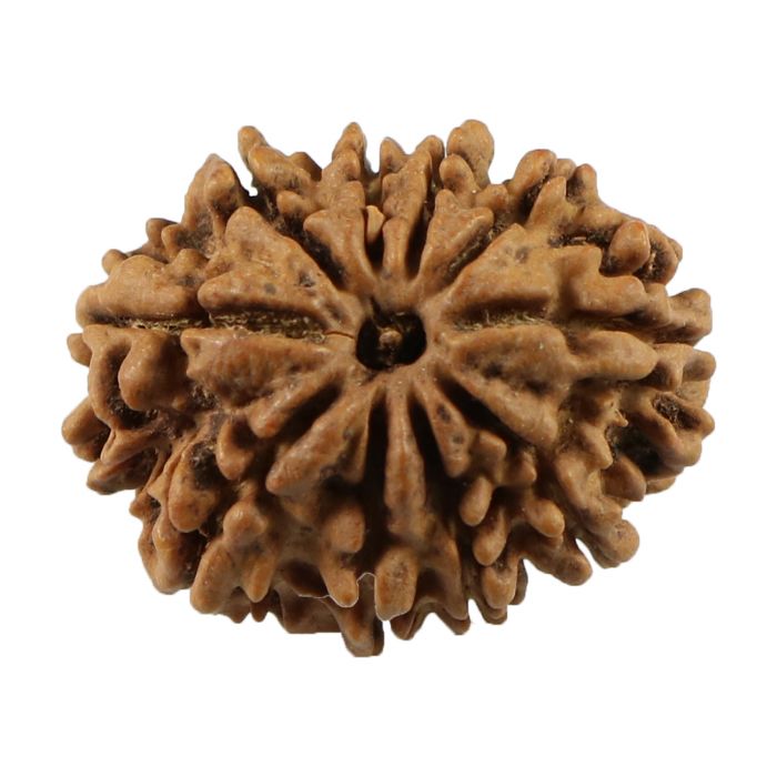 10 Mukhi Rudraksha (Nepal) 24.77 MM