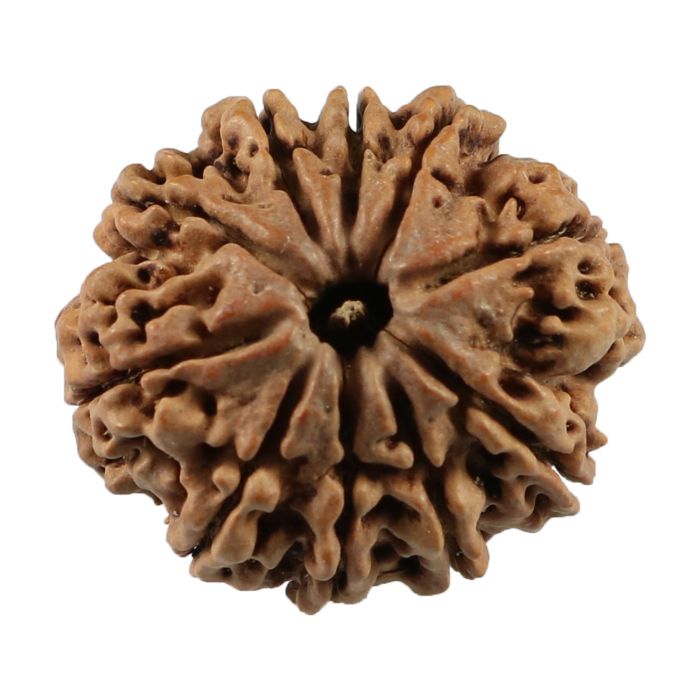 10 Mukhi Rudraksha (Nepal) 23.55 MM