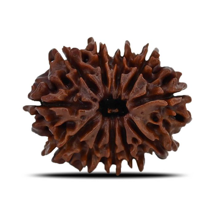 11 Mukhi Rudraksha (Nepal) 24.51 MM