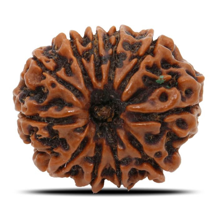 11 Mukhi Rudraksha (Nepal) 26 MM