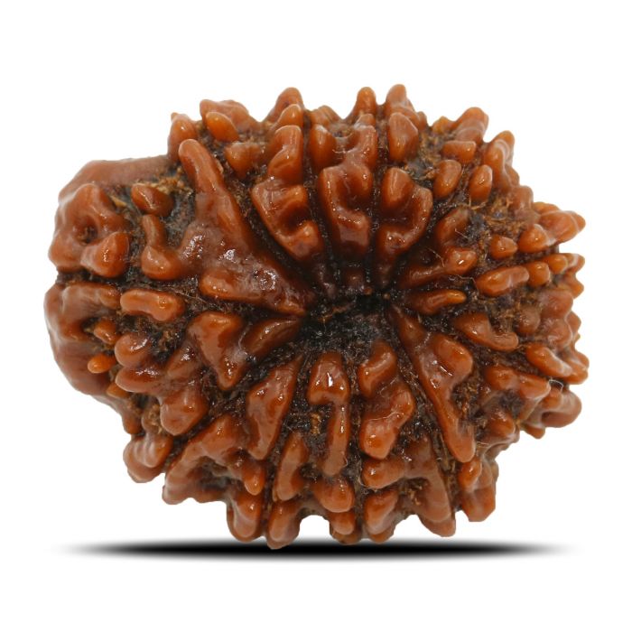 11 Mukhi Rudraksha (Nepal) 23.36 MM