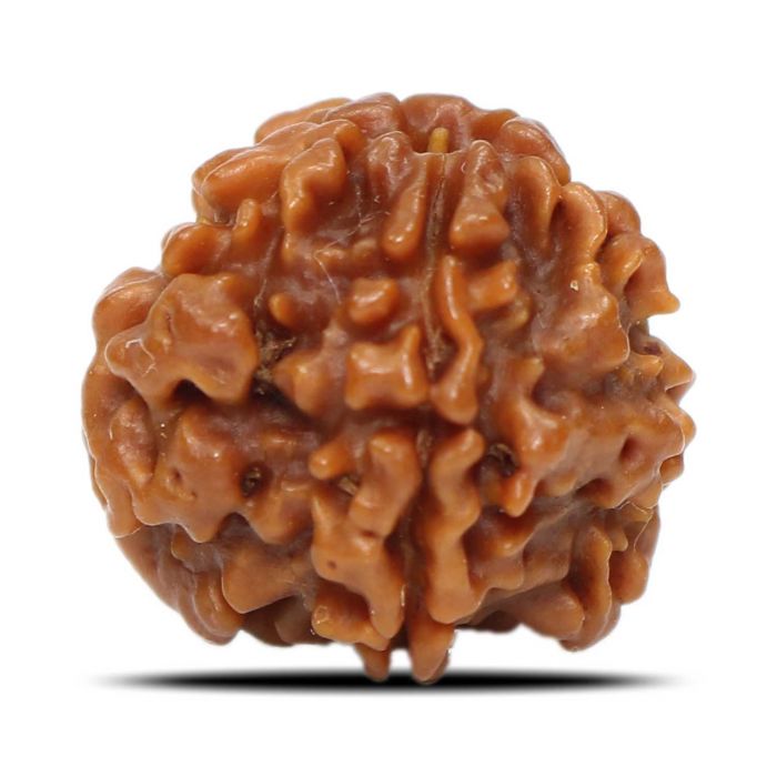 1 Mukhi Rudraksha (Nepal) 17.84 MM