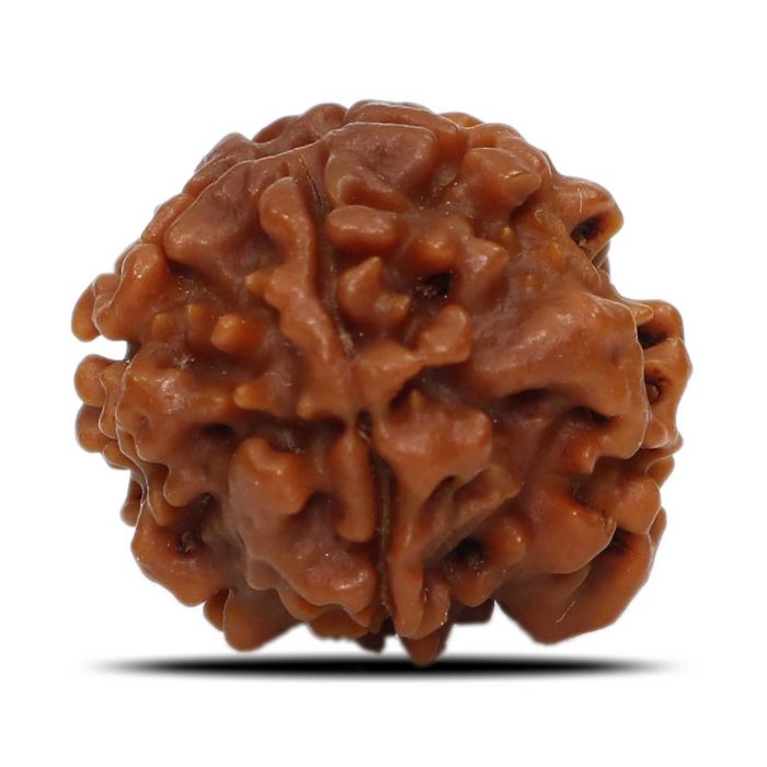 1 Mukhi Rudraksha (Nepal) 18.93 MM
