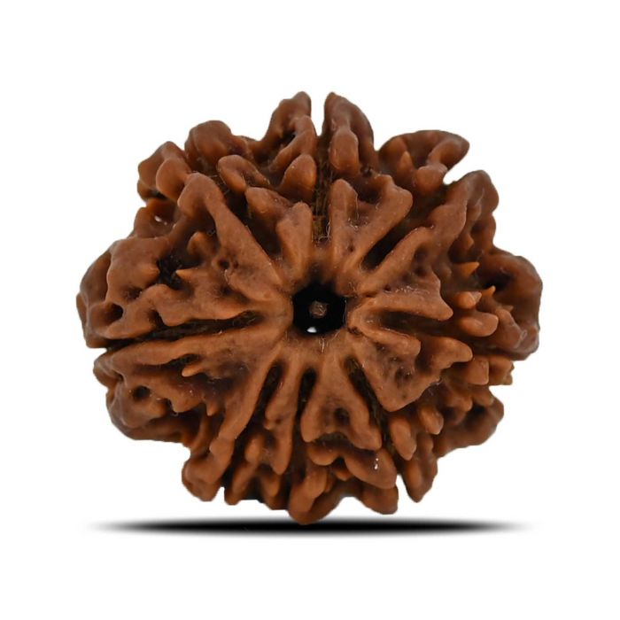 8 Mukhi Rudraksha (Nepal) 25.39 MM 
