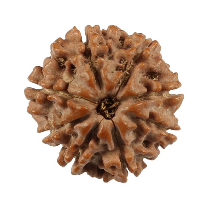 8 Mukhi Rudraksha (Nepal) 20.27 MM