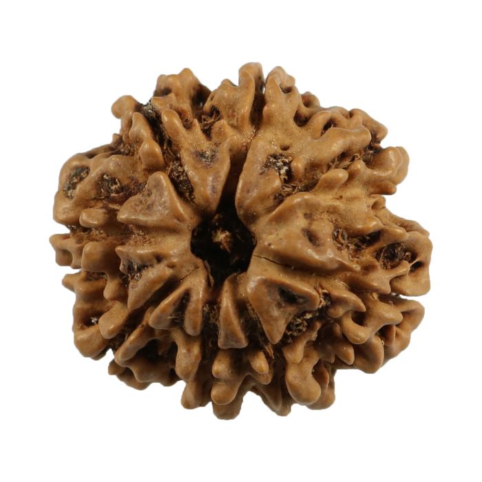 8 Mukhi Rudraksha (Nepal) 24.73 MM