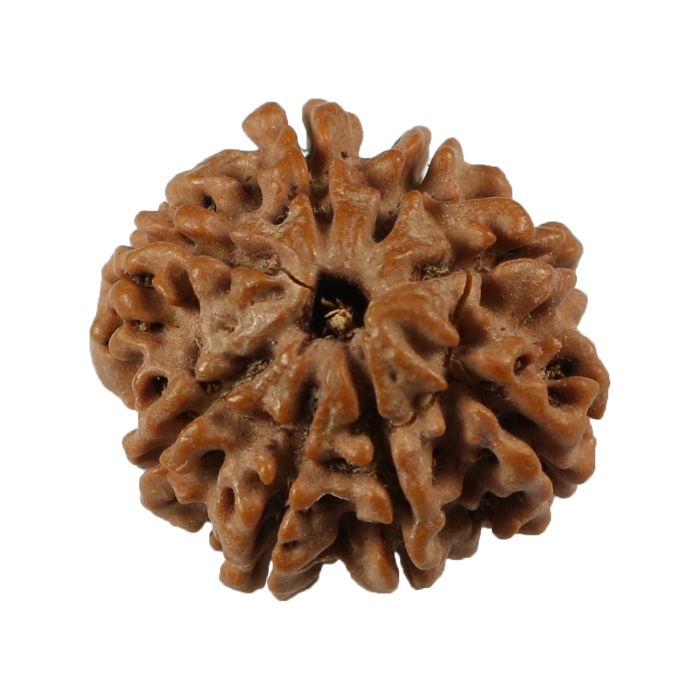 8 Mukhi Rudraksha (Nepal) 20.88 MM