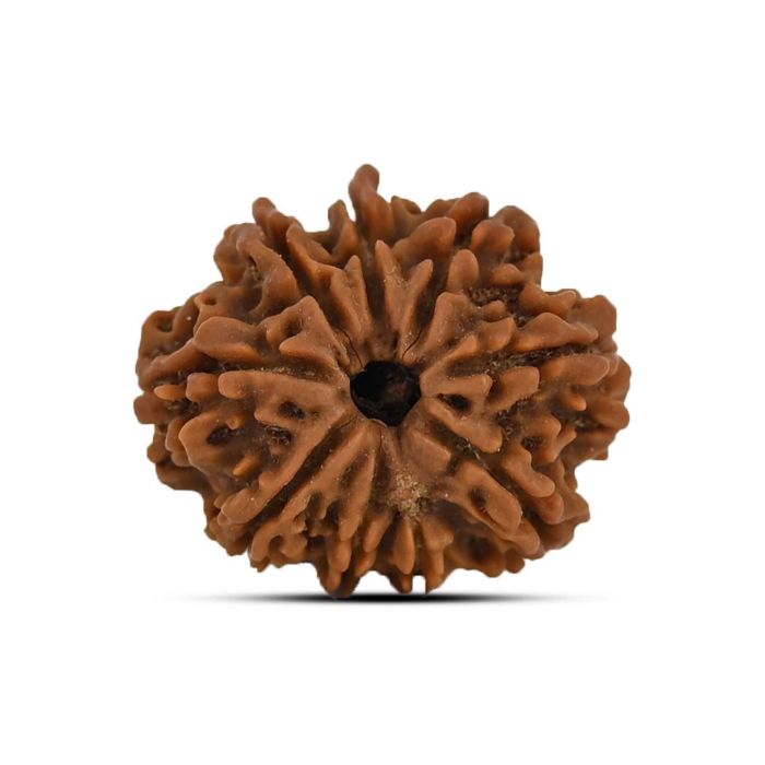 9 Mukhi Rudraksha (Nepal) 22.96 MM