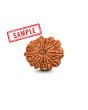 16 Mukhi Rudraksha