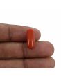 Red Coral (Moonga) - 5.37 Carat 