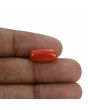 Red Coral (Moonga) - 5.34 Carat 
