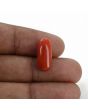 Red Coral (Moonga) - 7.12 Carat 
