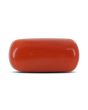 Red Coral (Moonga) - 5.42 Carat 
