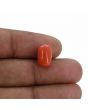 Red Coral (Moonga) - 5.36 Carat 
