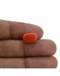 Red Coral (Moonga) - 5.36 Carat 