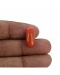 Red Coral (Moonga) - 6.56 Carat 