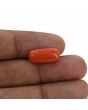 Red Coral (Moonga) - 6.56 Carat 