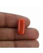 Red Coral (Moonga) - 6.56 Carat 