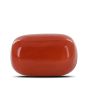 Red Coral (Moonga) - 6.13 Carat 