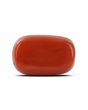 Red Coral (Moonga) - 6.13 Carat 