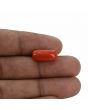 Red Coral (Moonga) - 6.97 Carat 