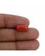 Red Coral (Moonga) - 5.38 Carat 